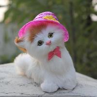 cute cat images for whatsapp dp