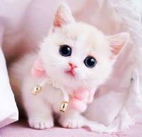 cute cat images for whatsapp dp