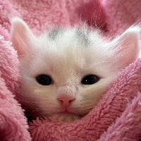 cute cat images for whatsapp dp