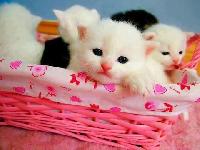 cute cat images for whatsapp dp