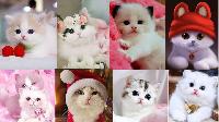 cute cat images for whatsapp dp