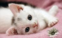 cute cat images for whatsapp dp