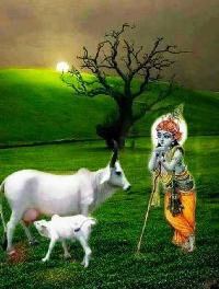 cute krishna images for whatsapp dp