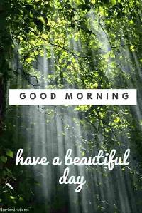 good morning forest images