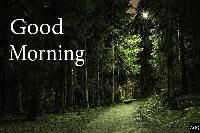 good morning forest images