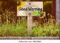 good morning forest images