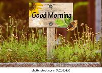 good morning forest images