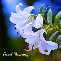 good morning lily flower images