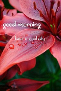 good morning lily flower images