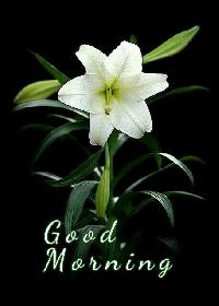 good morning lily flower images