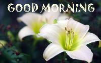 good morning lily flower images