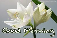 good morning lily flower images