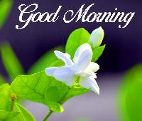 good morning lily flower images