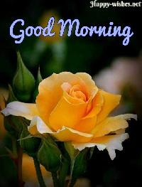 good morning yellow rose images