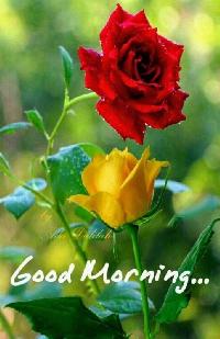 good morning yellow rose images