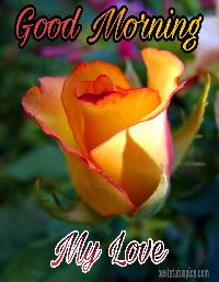 good morning yellow rose images