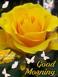 good morning yellow rose images