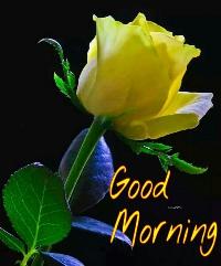 good morning yellow rose images