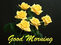 good morning yellow rose images