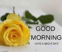 good morning yellow rose images