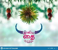 pongal wishes in tamil hd images