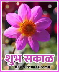 shubh sakal flower images