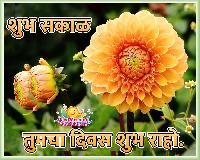 shubh sakal flower images