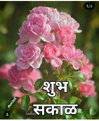 shubh sakal flower images