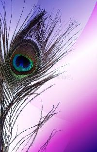 Glitter Peacock Feather Wallpaper
