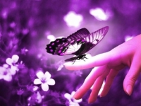 butterfly whatsapp dp