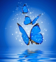 butterfly whatsapp dp