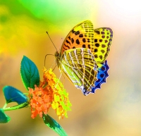 butterfly whatsapp dp