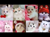 cute cat dp for whatsapp