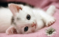 cute cat dp for whatsapp