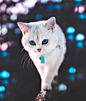 cute cat images for whatsapp dp