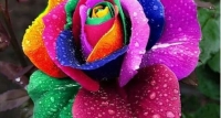 flowers dp for whatsapp profile
