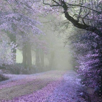 rain beautiful nature dp for whatsapp