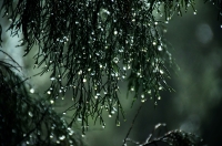 rain beautiful nature dp for whatsapp