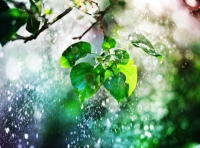 rain beautiful nature dp for whatsapp