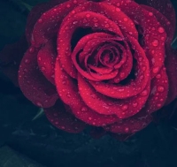 rain rose whatsapp dp