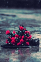 rain rose whatsapp dp