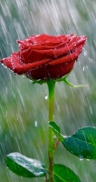 rain rose whatsapp dp