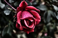 rain rose whatsapp dp