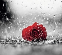 rain rose whatsapp dp