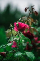 rain rose whatsapp dp