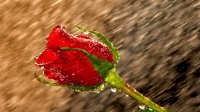 rain rose whatsapp dp