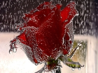 rain rose whatsapp dp