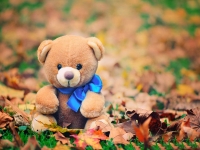 teddy bear dp for whatsapp