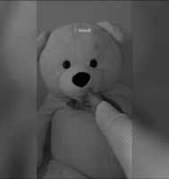 teddy bear pics for whatsapp dp