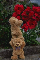 whatsapp dp cute teddy bear images